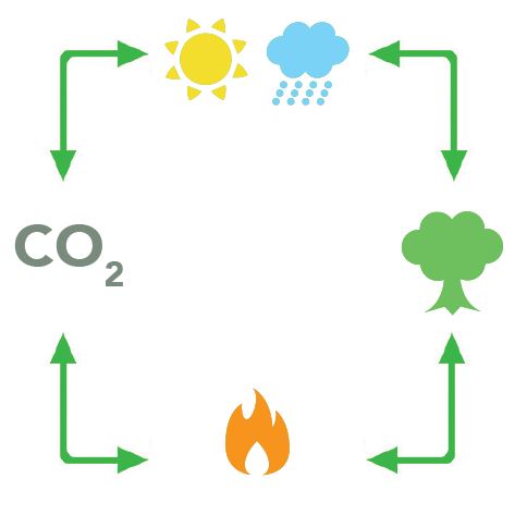 Schéma cycle carbone